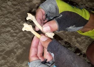 Huesos de animales en cueva en Coto Cuadros Calvario Grande por Comunidad Biker MTB